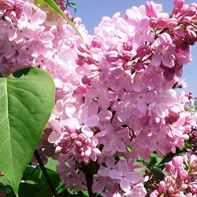 Сирень АДЕЛИНА в Могилёве