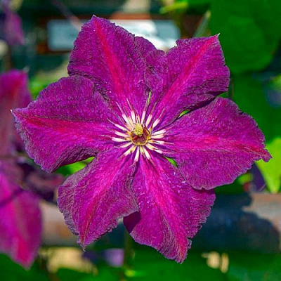 Клематис ГРЮНВАЛЬД в Могилёве