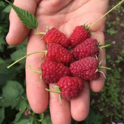 Малина ЕВРАЗИЯ в Могилёве