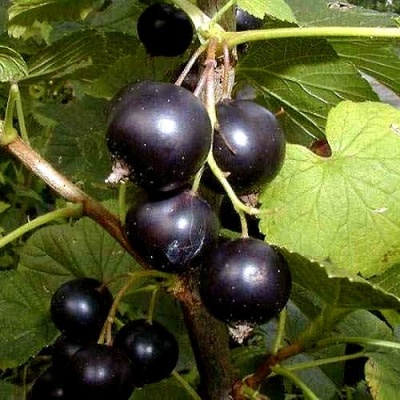 Смородина чёрная БИНАР в Могилёве