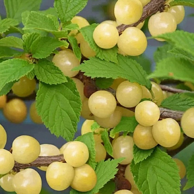 Вишня СНЕВИТ войлочная в Могилёве