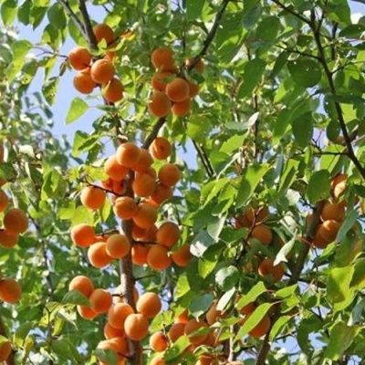 Абрикос ОРЛОВЧАНИН  в Могилёве