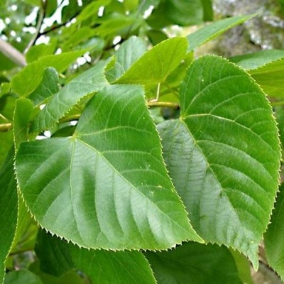Липа мелколистная в Могилёве