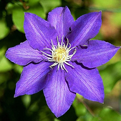 Клематис ЗЕ ПРЕЗИДЕНТ в Могилёве