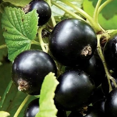 Смородина чёрная ЛЕНТЯЙ в Могилёве