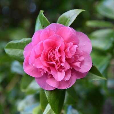 Камелия ДЕББИ в Могилёве