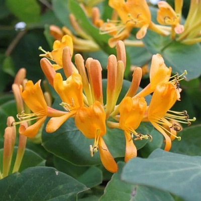 Жимолость ТЕЛЬМАНА в Могилёве