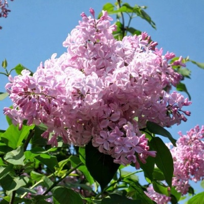 Сирень БУФФОН в Могилёве