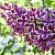 Сирень СЕНСАЦИЯ (привитая) в Могилёве