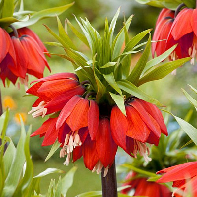 Рябчик ВИЛЬЯМ РЕКС императорский в Могилёве