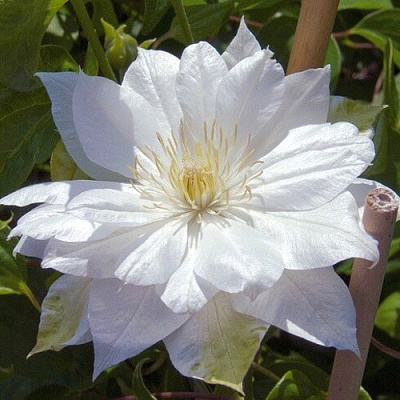 Клематис ДАЧЕСС ОФ ЭДИНБУРГ в Могилёве