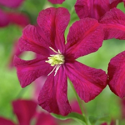 Клематис МАДАМ ДЖУЛИЯ КОРРЕВОН в Могилёве