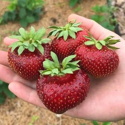 Клубника МАЛЬВИНА в Могилёве
