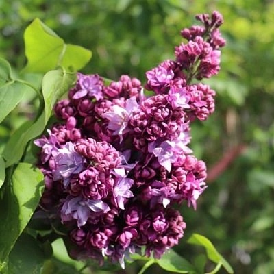 Сирень МАРШАЛ МАЛИНОВСКИЙ в Могилёве