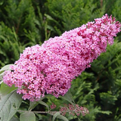 Буддлея давида ПИНК ДЕЛАЙТ в Могилёве