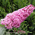 Буддлея давида ПИНК ДЕЛАЙТ в Могилёве