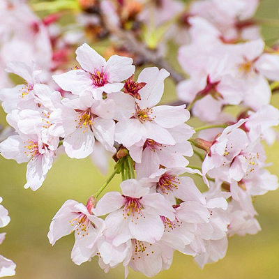 Сакура КОЙО НО МАЙ в Могилёве