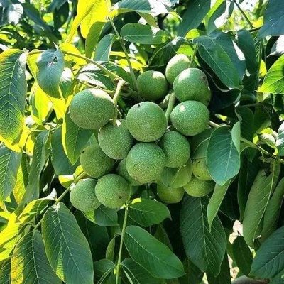 Грецкий орех  ИЗЯЩНЫЙ в Могилёве