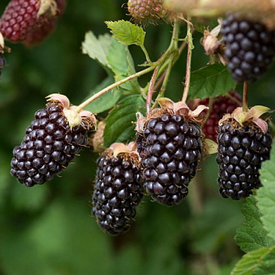 Ежемалина БОЙСЕНБЕРРИ в Могилёве