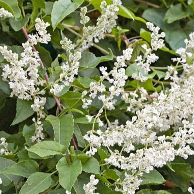 Фаллопия АУБЕРТА в Могилёве