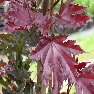 Клен КРИМСОН СЕНТРИ остролистный в Могилёве