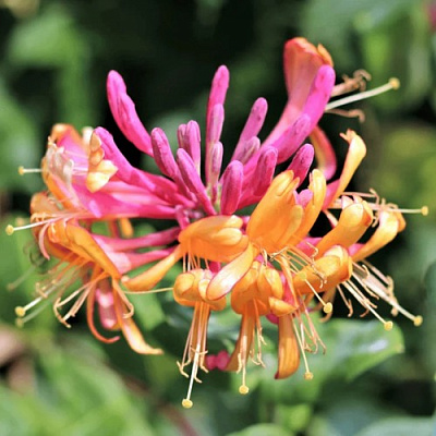 Жимолость ГЕКРОТА в Могилёве