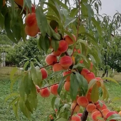 Персик ВУЛКАН в Могилёве