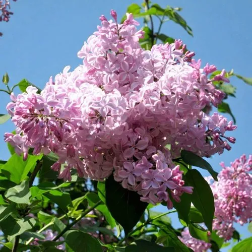 Сирень БУФФОН в Могилёве