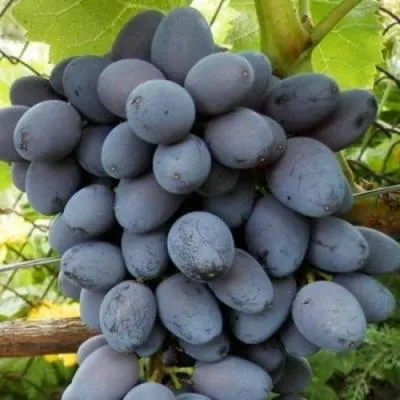 Черный виноград в Могилёве