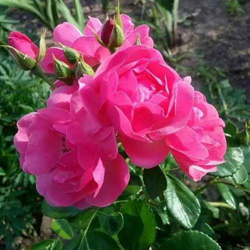 Роза АНГЕЛА флорибунда в Могилёве