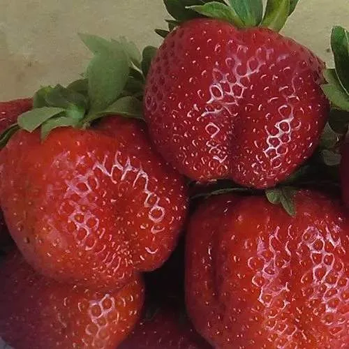 Клубника ДЕСТЕНИ в Могилёве