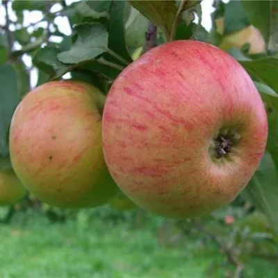 Размер и форма яблок сорта Ауксис