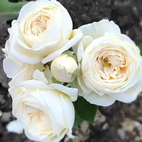 Роза АРТЕМИС шраб в Могилёве