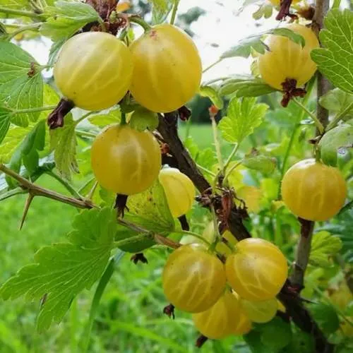 Крыжовник АЛТАЙСКИЙ в Могилёве