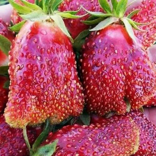 Клубника КУПЧИХА в Могилёве