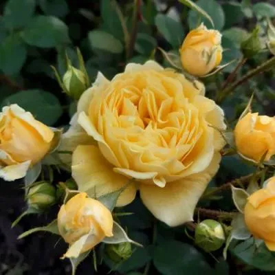 Роза флорибунда в Могилёве