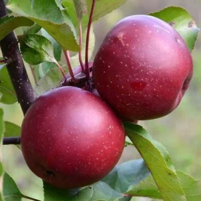 Яблоня красномясая в Могилёве